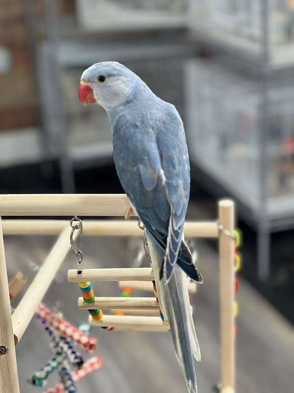 ringneck-parakeet-for-sale