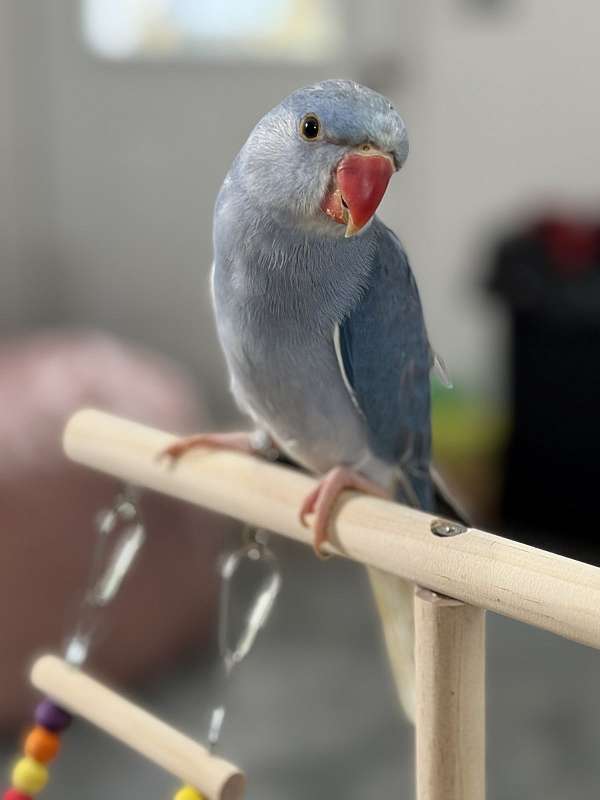 ringneck-parakeet-for-sale-in-dade-city-fl