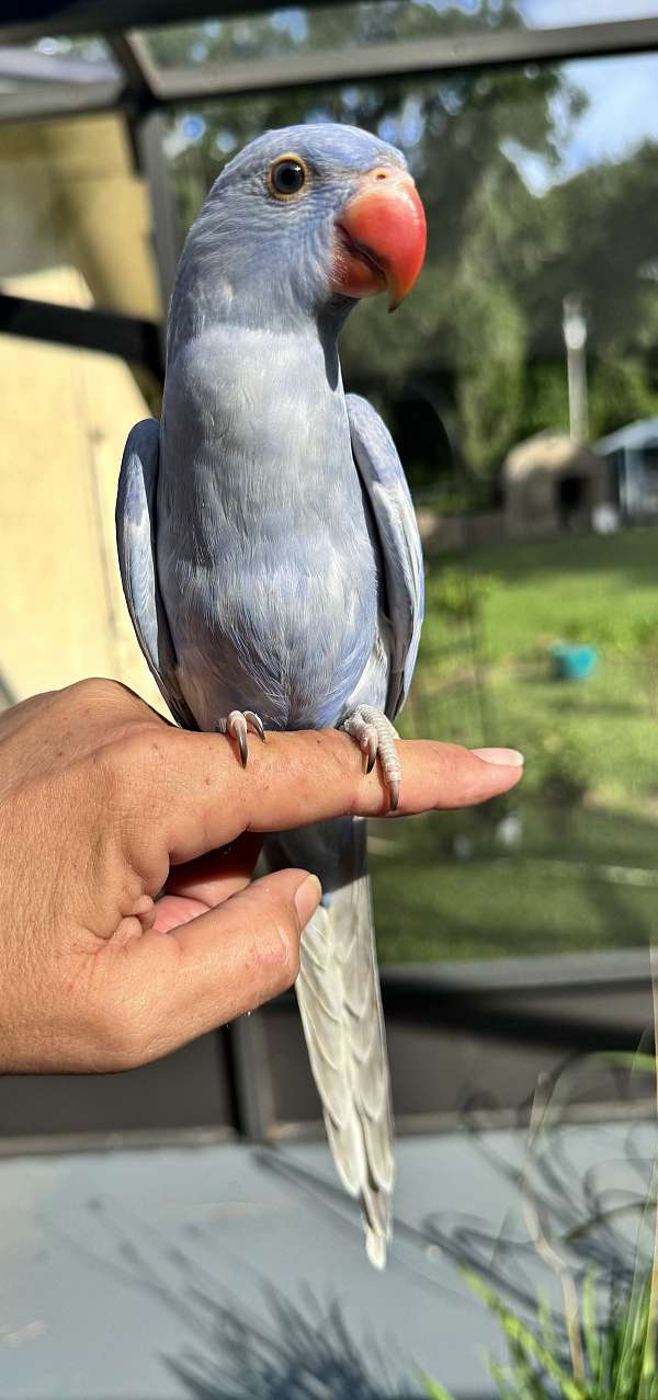 baby-bird