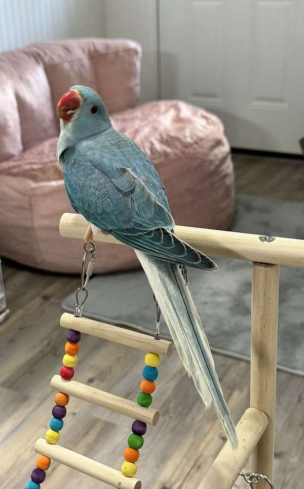 baby-ringneck-parakeet-for-sale