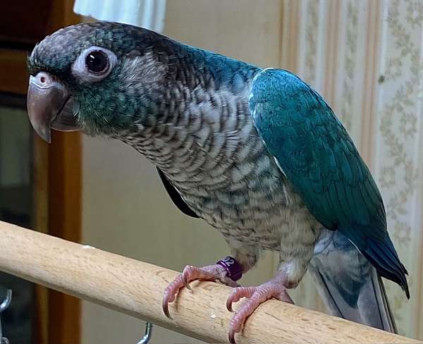 green-cheek-conure-for-sale