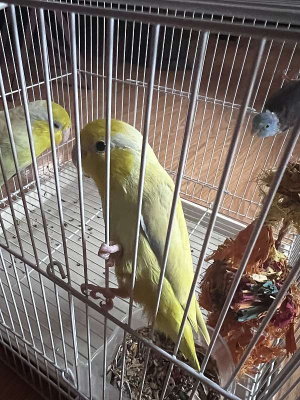 parrotlet-for-sale-in-louisiana