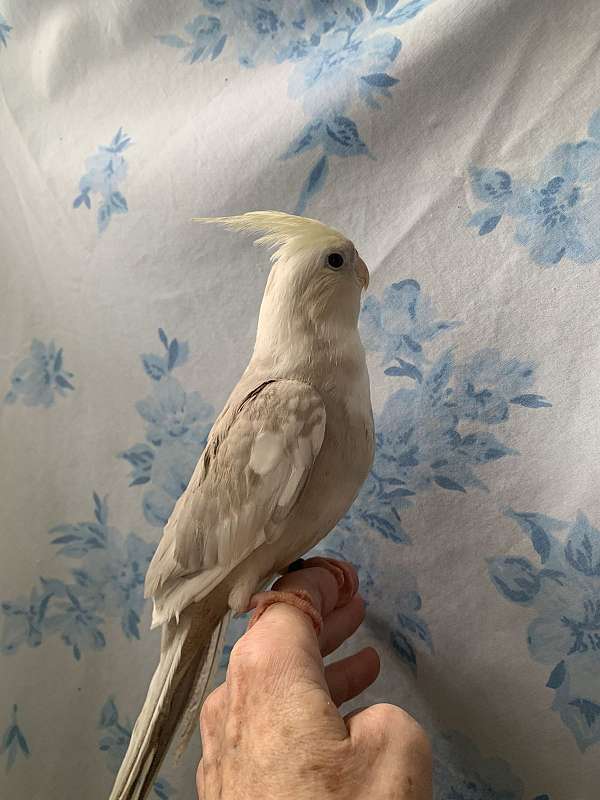 male-cinnamon-pied-bird-for-sale