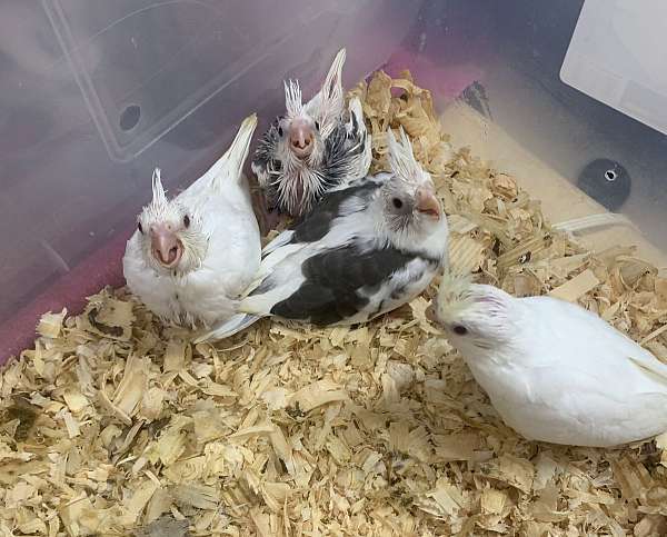 cockatiel-for-sale