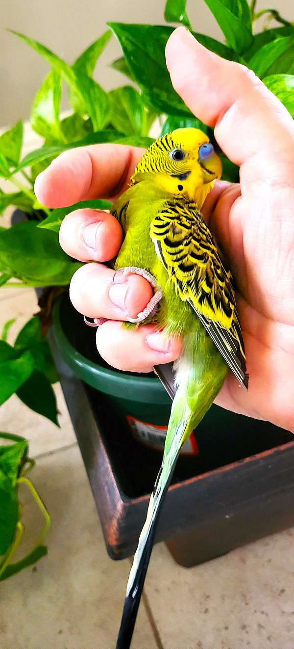 budgerigar-parakeet-for-sale