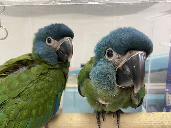 blue-fancy-talking-bird-for-sale