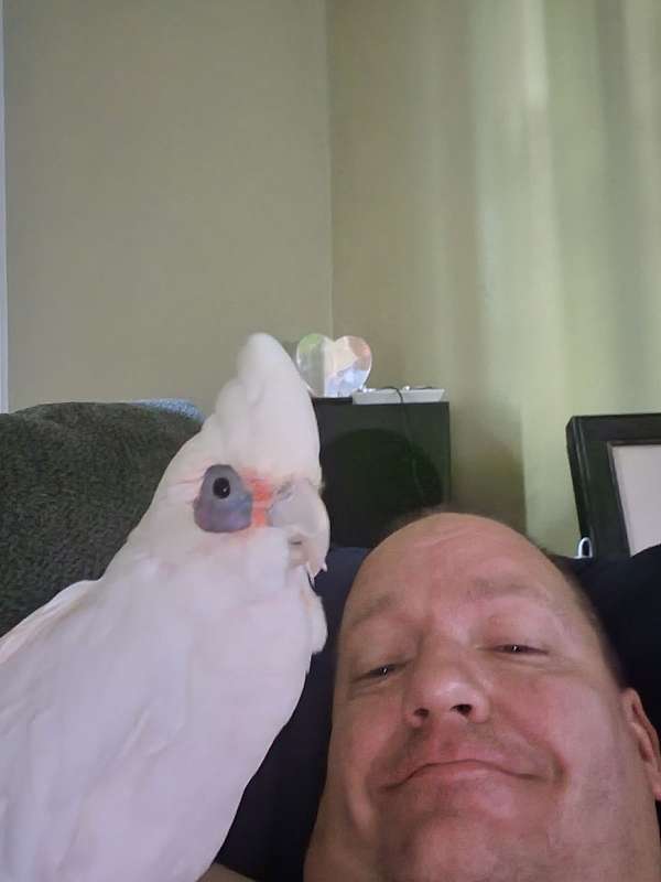 cockatoo-for-sale