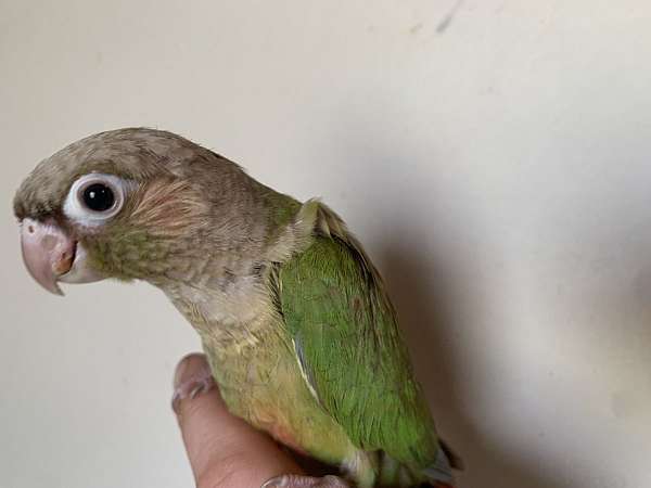 Cinnamon green cheek conures handfed babies