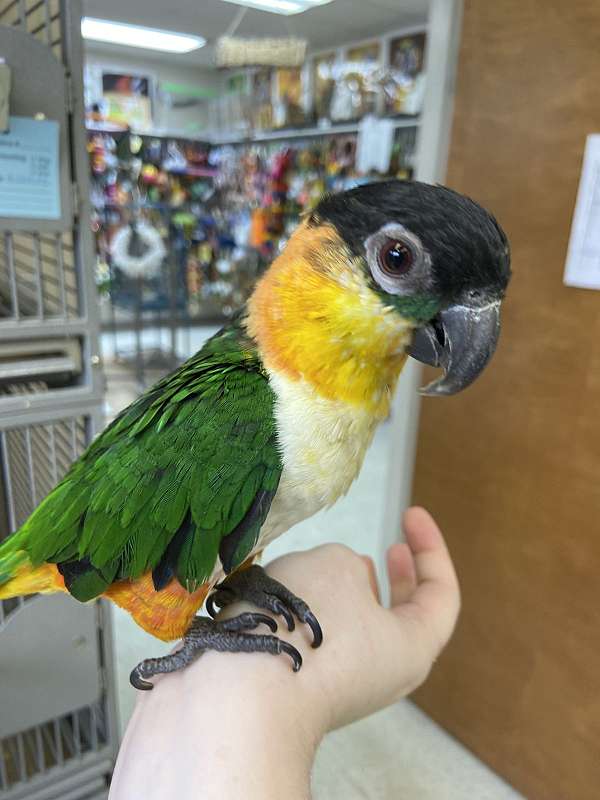 fancy-caique-black-headed-caique-for-sale