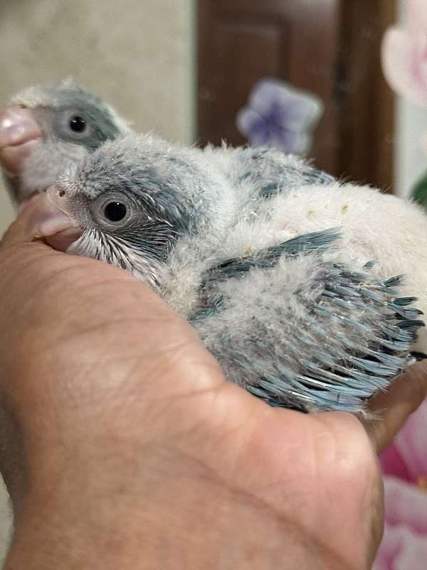 quaker-parrots-for-sale