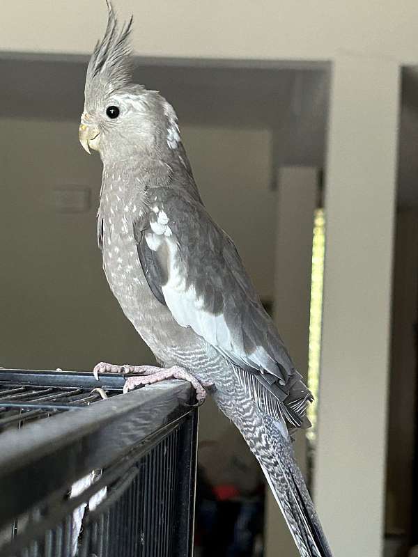 cockatiel-for-sale