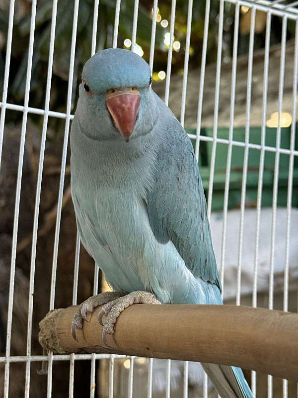 rose-parakeet-ringneck-parakeet-for-sale