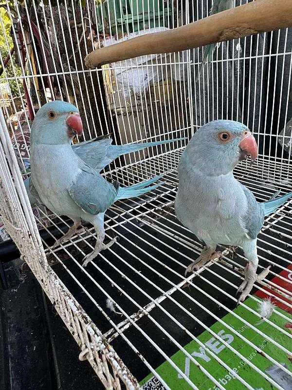 white-parakeet-ringneck-parakeet-for-sale