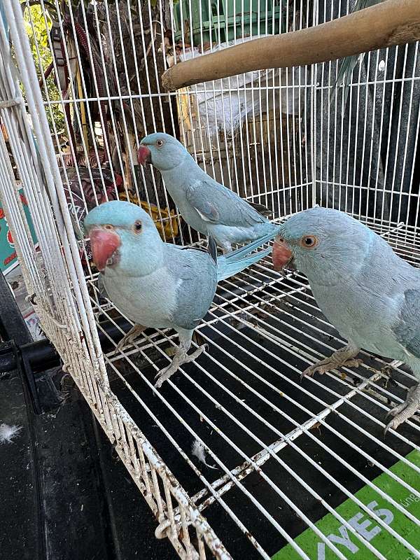 companion-pet-parakeet-ringneck-parakeet-for-sale