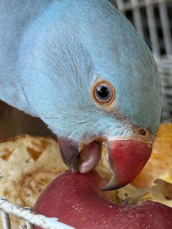 blue-bird-for-sale