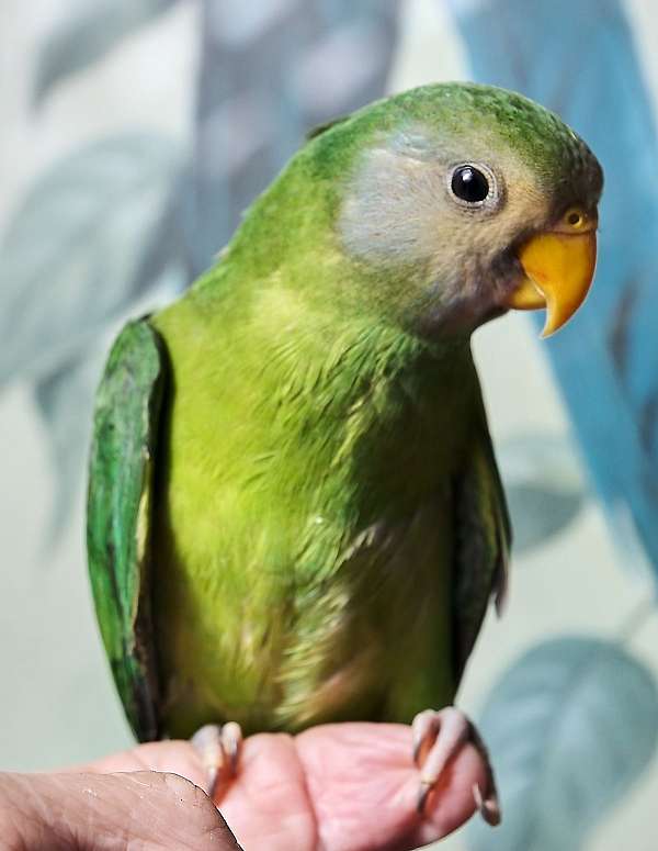 plum-head-parakeet-for-sale