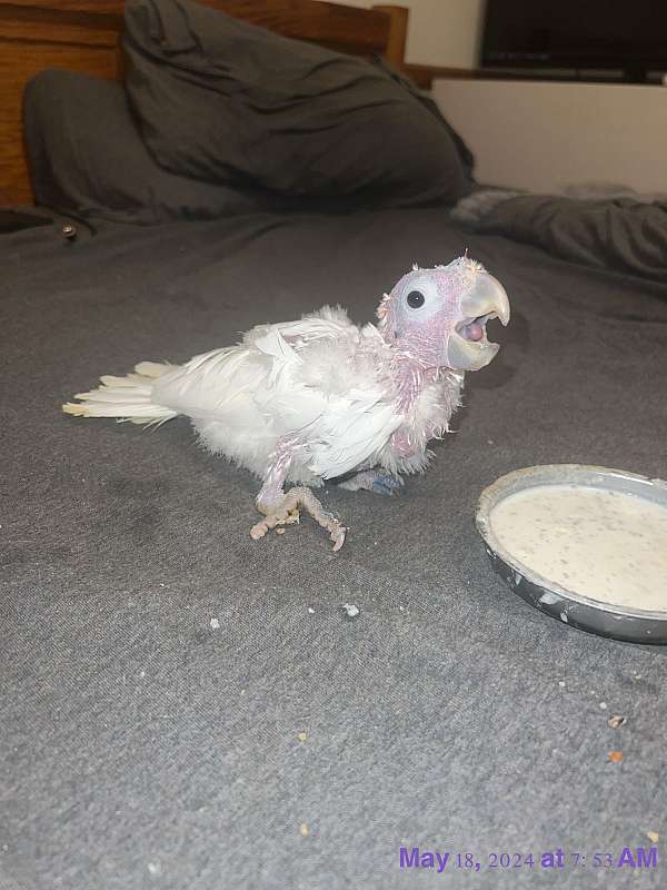 cockatoo-for-sale-in-malvern-oh