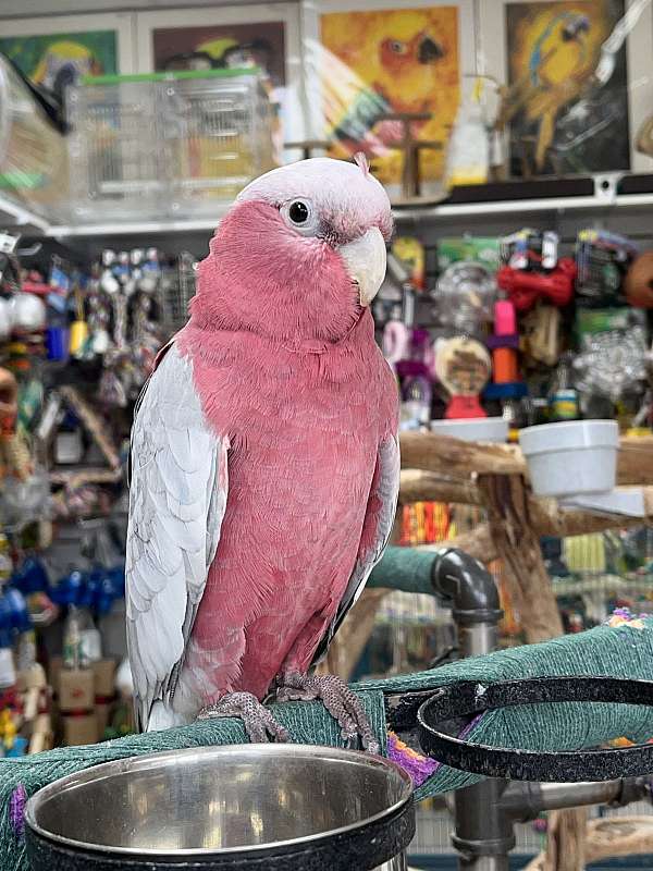 rose-fancy-pet-bird-for-sale