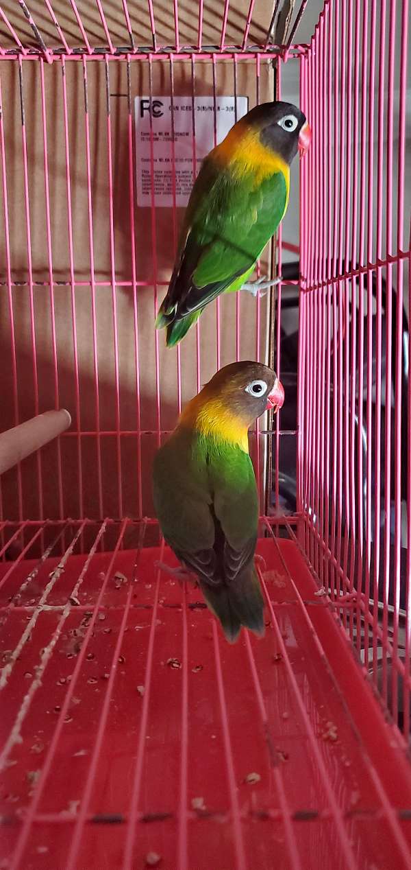 fischers-lovebird-for-sale-in-fremont-ca