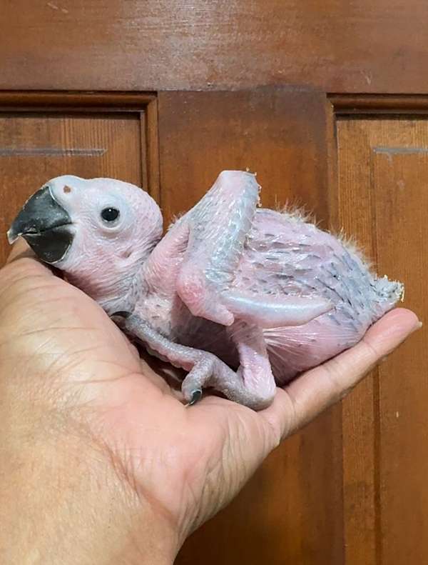 pionus-parrots-for-sale-in-dade-city-fl