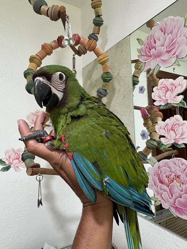 pionus-parrots-for-sale-in-dade-city-fl