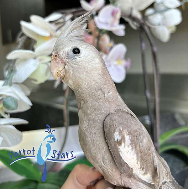 cockatiel-for-sale