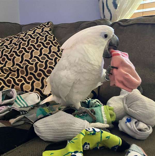 umbrella-cockatoo-for-sale-in-norfolk-va