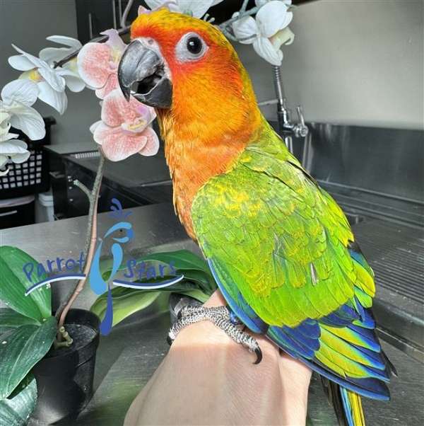 jenday-conure-for-sale