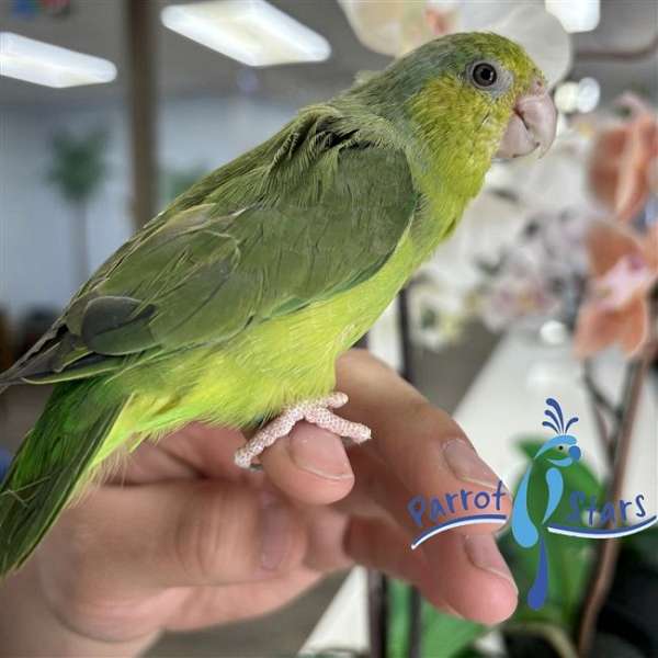 pacific-parrotlet-for-sale