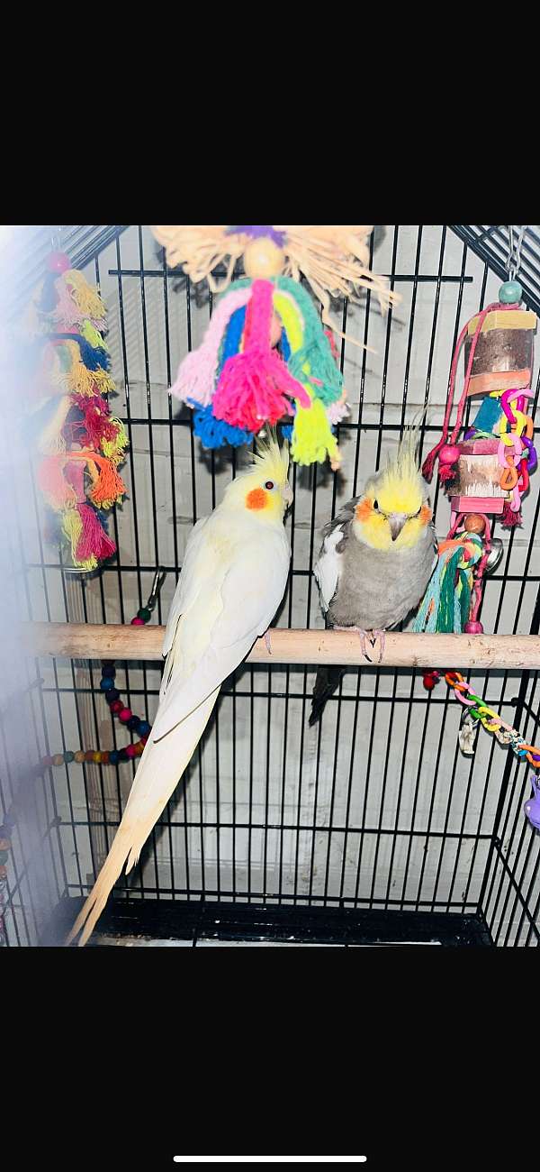 cockatoo-for-sale-in-bethlehem-pa