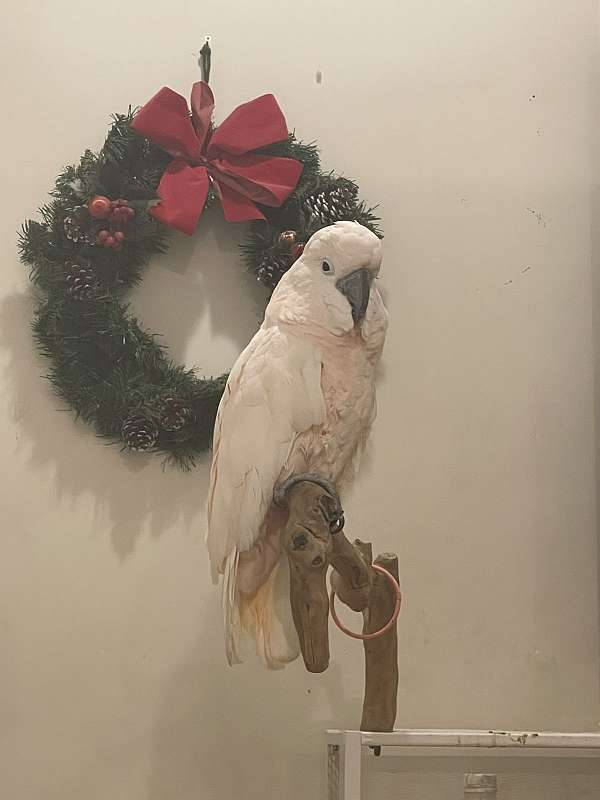 moluccan-cockatoo-for-sale-in-philadelphia-pa