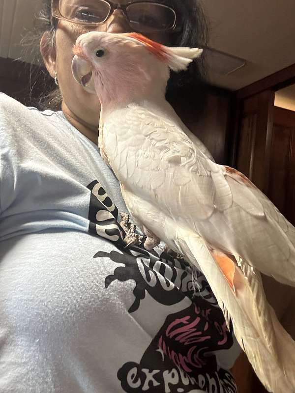 cockatoo-for-sale-in-naples-fl