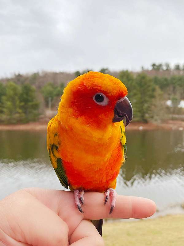 sun-conure-for-sale