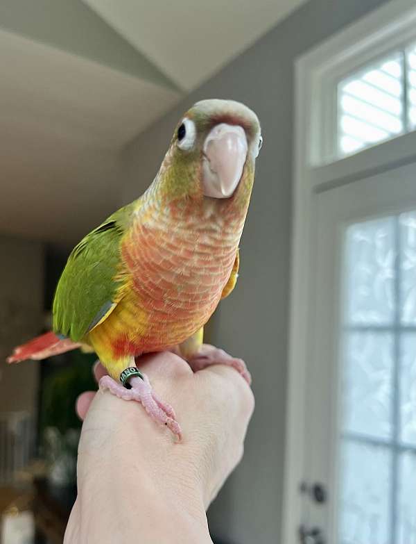 green-cheek-conure-for-sale