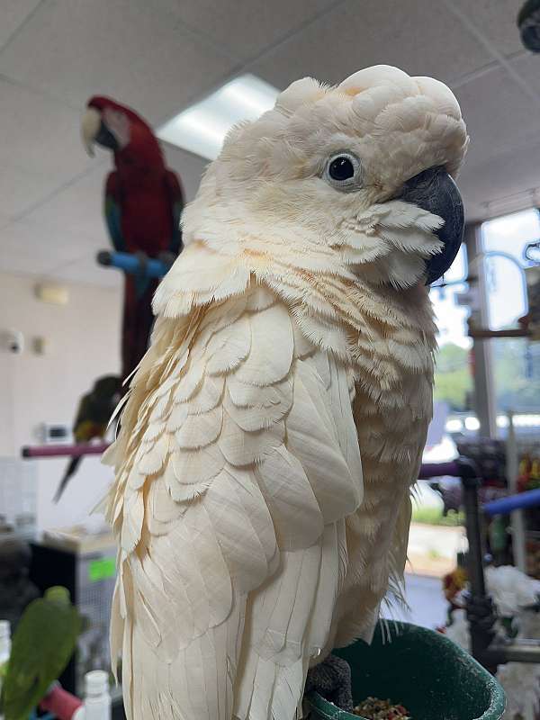 small-cockatoo-moluccan-cockatoo-for-sale