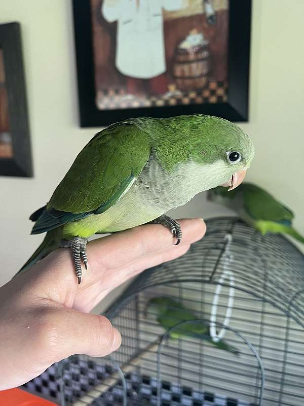 quaker-parrots-for-sale