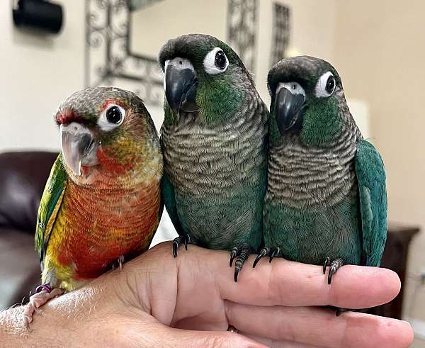 conure-for-sale