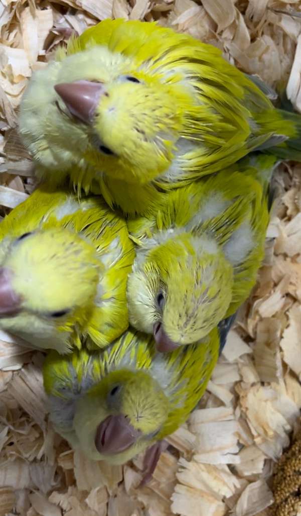 quaker-parrots-for-sale