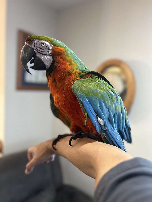 macaw-for-sale