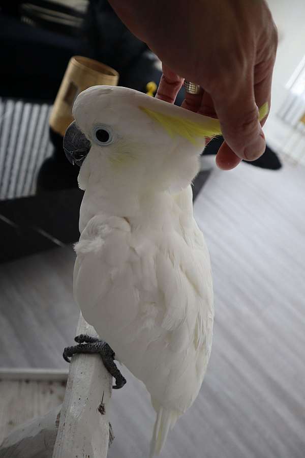 sulpher-crested-cockatoo-for-sale-in-san-antonio-tx