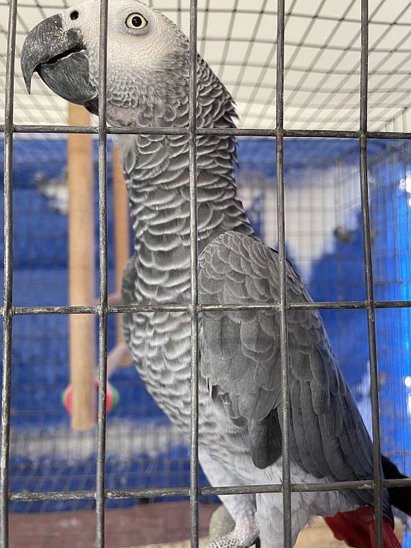 grey-bird-for-sale-in-hutto-tx