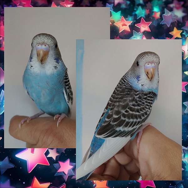 parakeet-for-sale