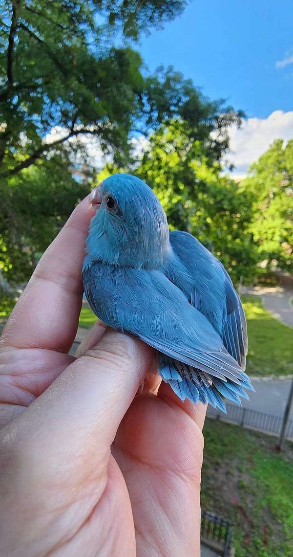 pacific-parrotlet-for-sale