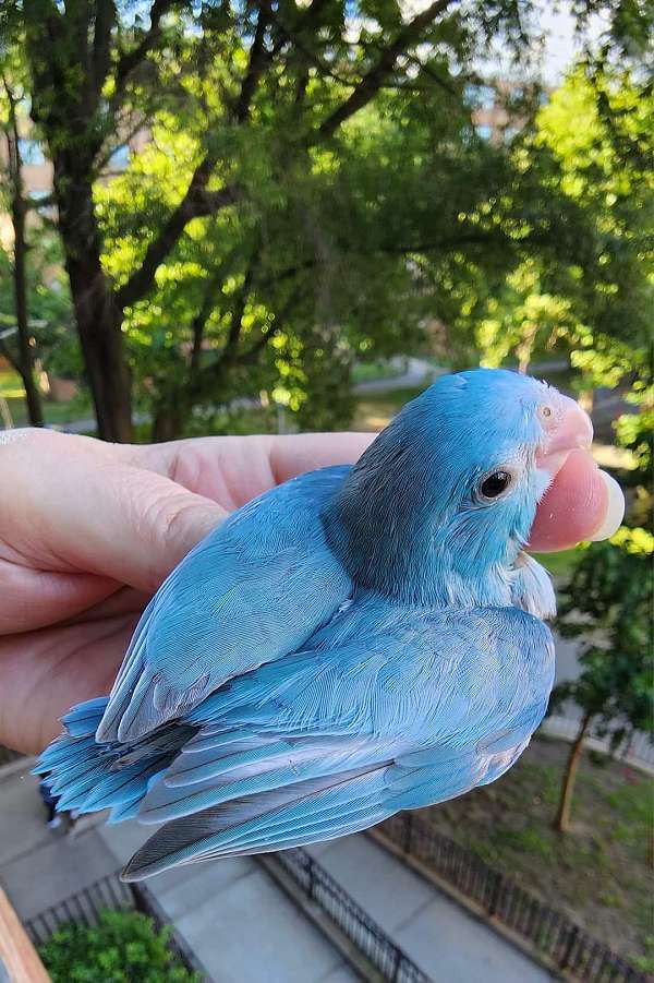 pacific-parrotlet-for-sale