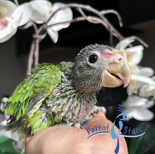 female-white-front-amazon-parrot-for-sale