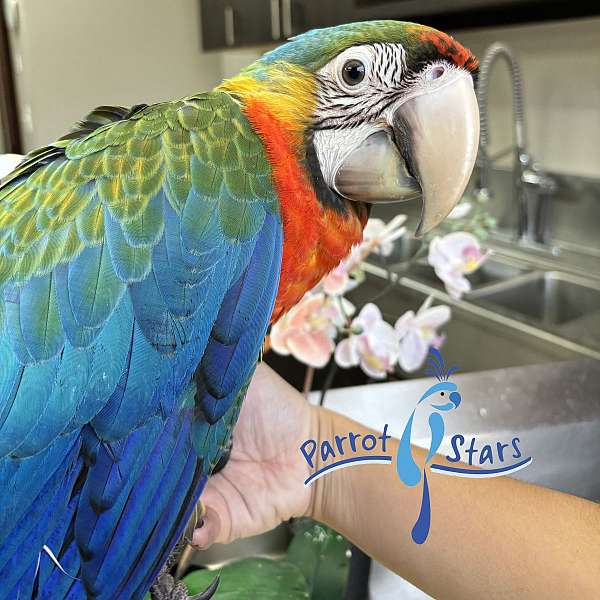 macaw-for-sale