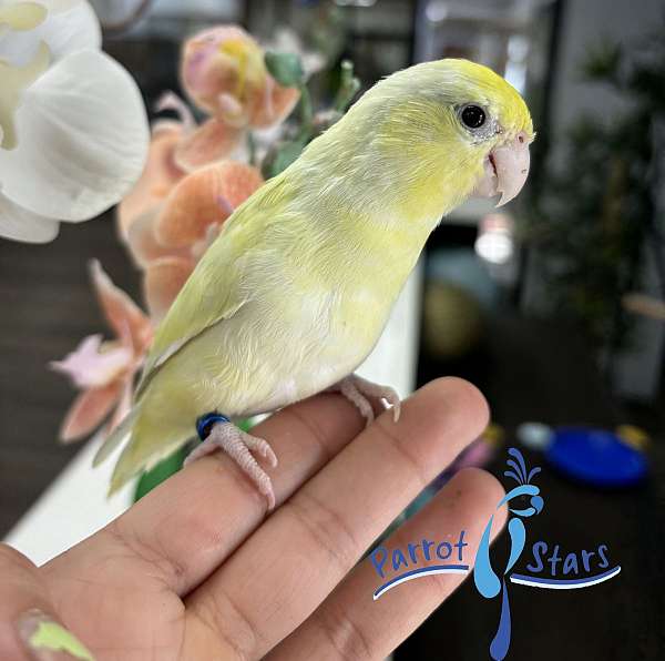 pacific-parrotlet-for-sale