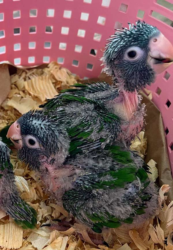 blue-crown-conure-for-sale-in-west-palm-beach-fl