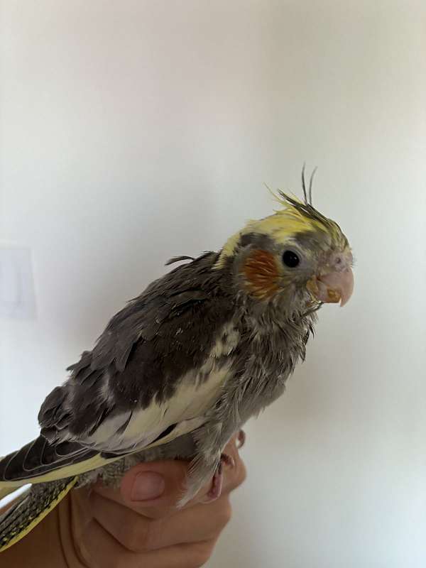 cinnamon-bird-for-sale-in-roseville-ca