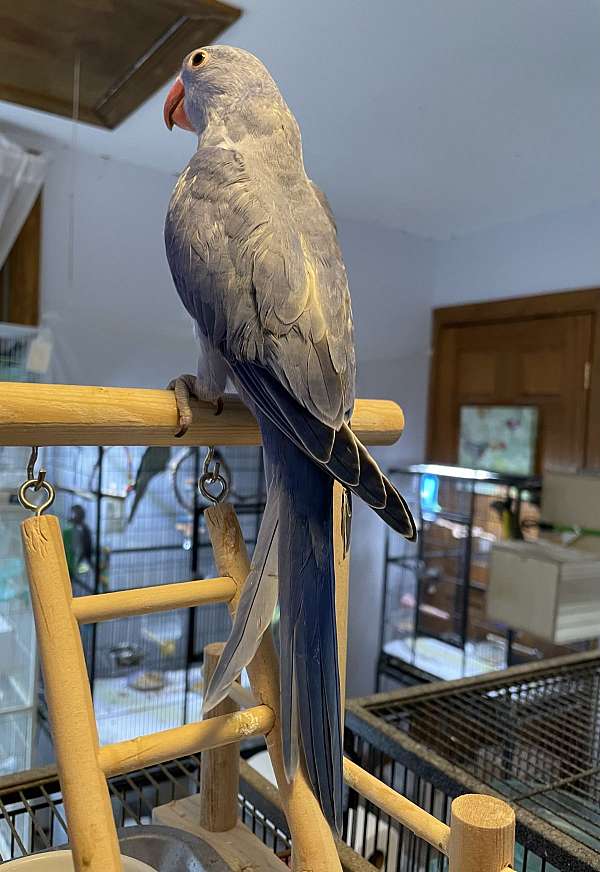 parakeet-for-sale-in-zuni-va